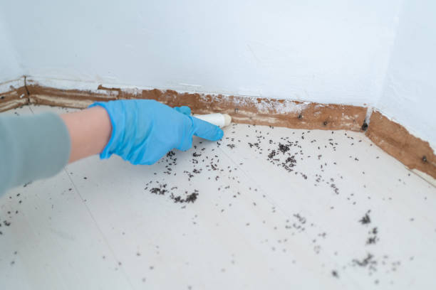 Best Residential Pest Control  in Casey, IL